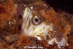 Peek.  A Grass Rockfish peeks up from behind a rock on th... by Douglas Klug 